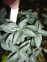 vignette Pilea pubescens 'Silver Cloud'
