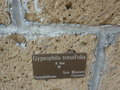 vignette Gypsophila tenuifolia