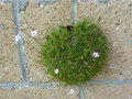 vignette Gypsophila tenuifolia