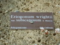 vignette Eriogonum wrightii var subcaposum
