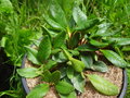 vignette Rhododendron aureum