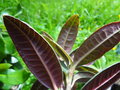 vignette Rhododendron anthosphaerum