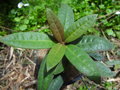 vignette Rhododendron anthosphaerum