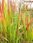 vignette Imperata cylindrica 'Red Baron'