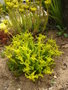 vignette Sedum sexangulare