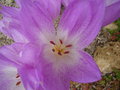 vignette Colchicum giganteum 'Lilac Wonder'