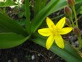 vignette Hypoxis hirsuta au 17 06 12