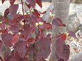 vignette Euphorbia cotonifolia, Vallehermoso