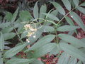 vignette Sambucus gaudichaudiana