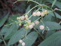 vignette Sambucus gaudichaudiana