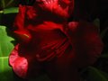 vignette Rhododendron Leo aux magnifiques couleurs rouge rubis profond au 18 06 12