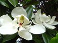 vignette Magnolia Grandiflora Exmouth gros plan trs parfum au 16 06 12