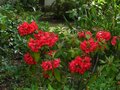 vignette Rhododendron Melville au magnifique rouge lumineux au 14 06 12