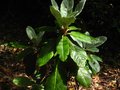 vignette Rhododendron Macabeanum en pleine pousse au 17 06 12