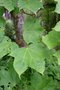 vignette Acer longipes ssp. amplum