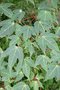 vignette Acer pectinatum var. forrestii 'Sparkling'