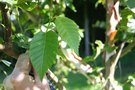 vignette Betula utilis ssp. jacquemontii