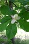 vignette Magnolia hypoleuca x M. tripetala