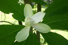 vignette Magnolia officinalis x M. tripetala