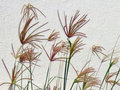 vignette Poaceae - Chloris Barbata