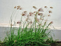 vignette Poaceae - Chloris Barbata
