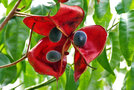 vignette Sapindaceae - Perle de Zanzibar - Majidea zanguebarica