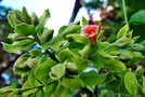 vignette Sapindaceae - Perle de Zanzibar - Majidea zanguebarica