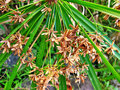 vignette Cyperaceae - Papyrus à feuilles alternes - Cyperus alternifolius