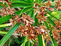 vignette Cyperaceae - Papyrus à feuilles alternes - Cyperus alternifolius
