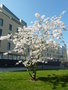 vignette Prunus x yedoensis - Cerisier  St Martin