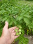 vignette Solanum tuberosum - pomme de terre fructification