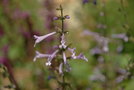 vignette salvia scabra