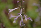 vignette salvia scabra