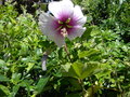 vignette Lavatera maritima