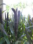 vignette Pennisetum glaucum 'Purple majesty'