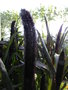 vignette Pennisetum glaucum 'Purple Majesty'