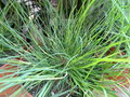 vignette Pennisetum alopecuroides 'Little Bunny'