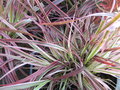 vignette Pennisetum setaceum 'Fireworks'