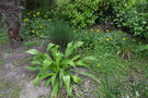 vignette Beschorneria septentrionalis & Arctotheca calendula