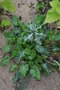 vignette Eryngium variifolium   / Apiaces   / Maroc