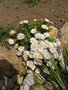 vignette lampranthus roseus 'white'
