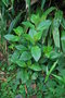 vignette Fuchsia arborescens / Onagraces