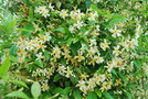 vignette Trachelospermum asiaticum var. mandanianum / Apocynaces