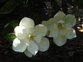 vignette Magnolia Grandiflora exmouth au 24 06 12