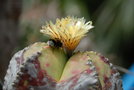 vignette Astrophytum myriostigma v. nudum