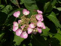 vignette hortensia (fleur)