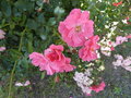 vignette rosier (fleurs)