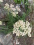 vignette achillea millefolium (fleurs)