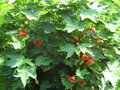 vignette Abutilon Thompsonii au 27 06 12