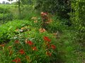 vignette Potager en fleurs sur son cot ouest au 20 06 12